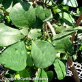 Ficus deltoidea